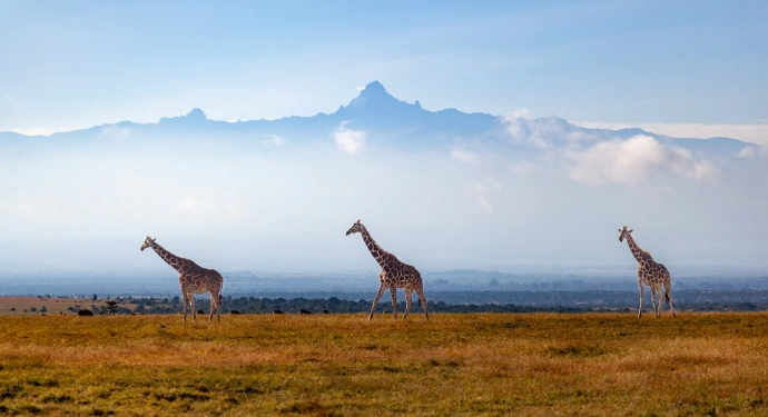 A group of giraffes standing in a field